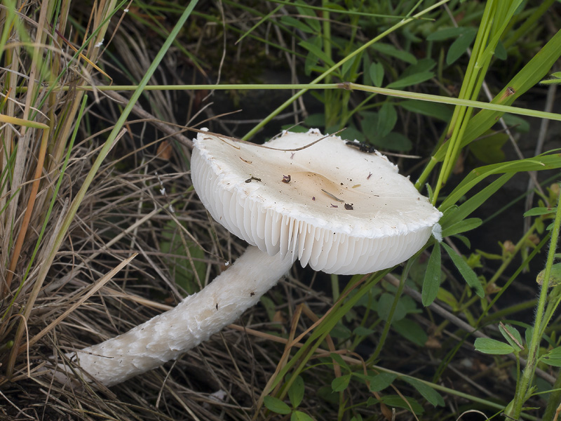 Lepiota erminea